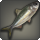 Young indigo herring icon1.png