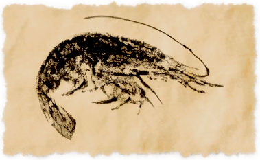 File:Ruby shrimp.png