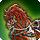 The red hare icon1.png