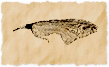 File:Black ghost.png