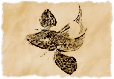 File:Winged gurnard.png