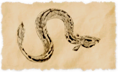 File:Doman eel.png