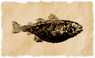 File:Shallows cod.png