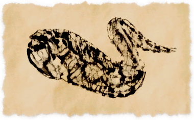 File:Coeurl snake eel.png