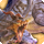 Blue dragon card icon1.png