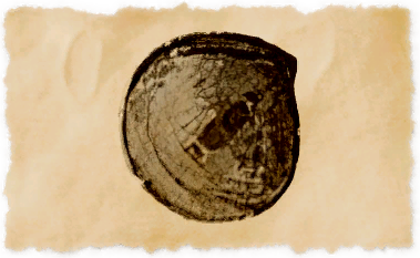 File:Whitelip oyster.png