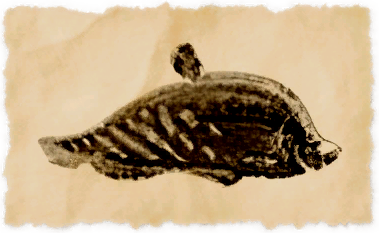 File:Wootz knifefish.png