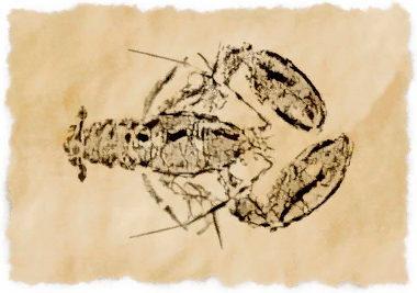 File:Rock lobster.png