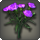 Purple carnations icon1.png