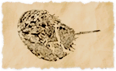 File:Lava crab (fish).png