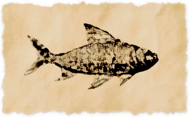 File:Hairless barb.png