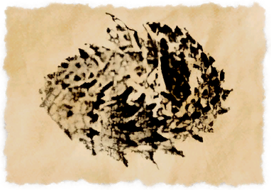 File:Thorned lizard.png