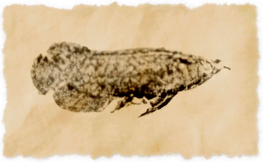 File:Dragonfish.png