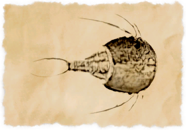 File:The fury's aegis.png