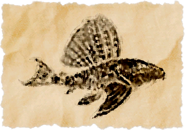File:Bronze pleco.png