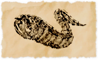 File:Snowflake moray.png