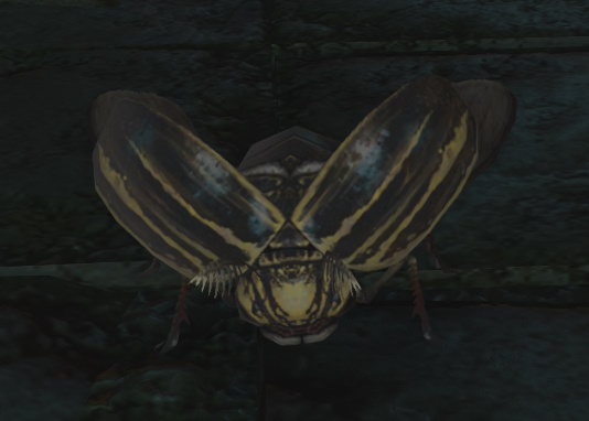 File:Carrion Beetle.jpg