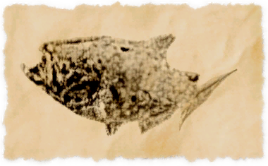 File:Cherry salmon.png