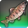 Pomegranate trout icon1.png