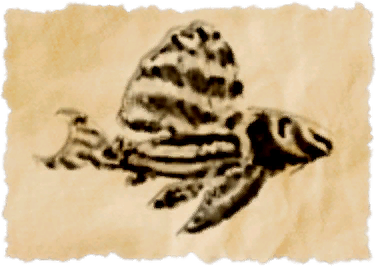 File:Imperial pleco.png