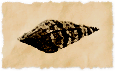 File:Ogre horn snail.png