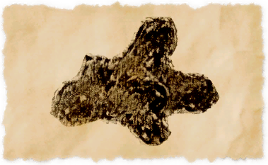 File:White coral.png