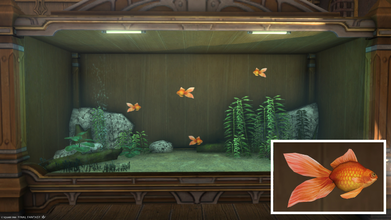 File:Doman Bubble Eye.jpg