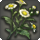 Chickweed icon1.png