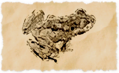 File:Rosebud frog.png