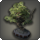 Pine bonsai icon1.png