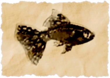 File:Little bounty.png