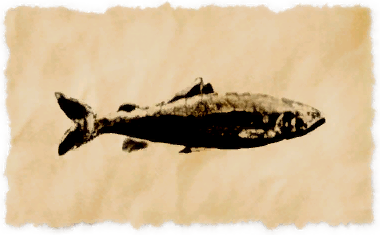 File:Fragrant sweetfish.png