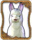 Alpaca Card