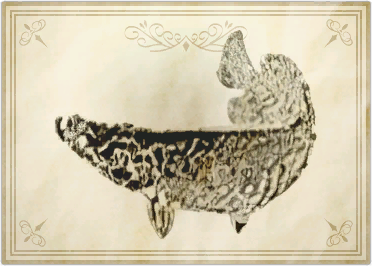 File:Aphotic pirarucu.png