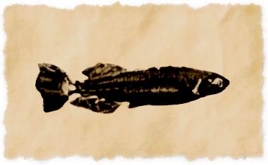 File:Tail mountains minnow.png