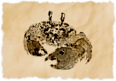 File:Shadow crab.png