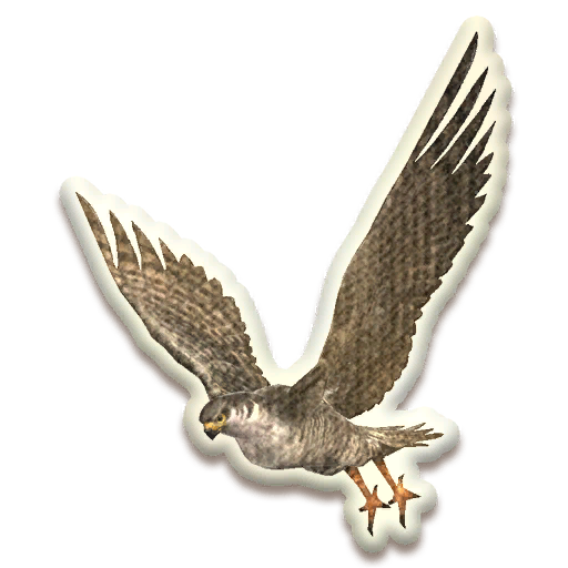 File:Hunting Hawk Plate Accent.png