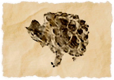 File:Pleated matamata.png