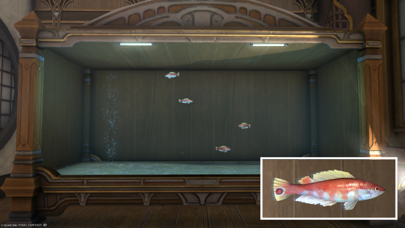 File:Iris Wrasse.png