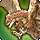 Rathalos (mount) icon1.png