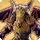 Hrodric poisontongue card icon1.png