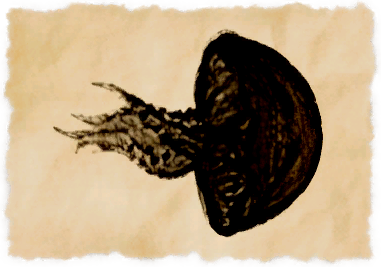 File:La noscean jelly.png