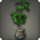 Potted umbrella fig icon1.png