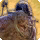 Shadowcaster zeless gah card icon1.png