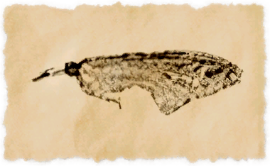 File:Black magefish.png