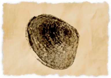 File:Brightmirror clam.png