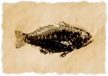 File:Ruby meagre.png