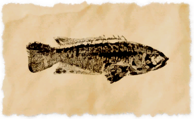 File:Climbing perch.png