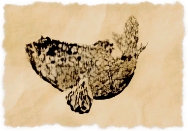 File:Hermit goby.png