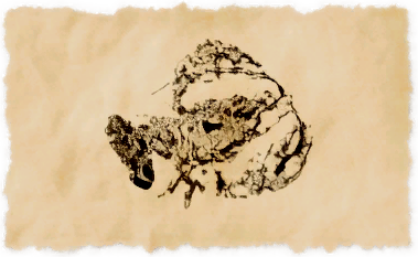 File:Eunuch crayfish.png